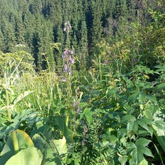 Aconitum leucostomum, photograph Alexander Dubynin, CC BY, iNaturalist via GBIF