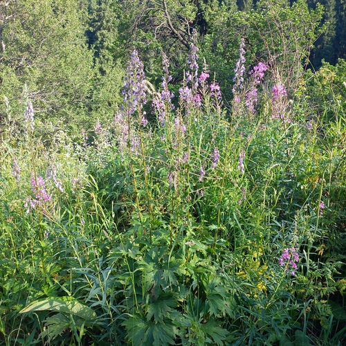 Aconitum leucostomum, photograph 5