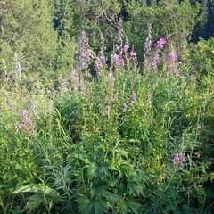 Aconitum leucostomum, photograph Alexander Dubynin, CC BY, iNaturalist via GBIF