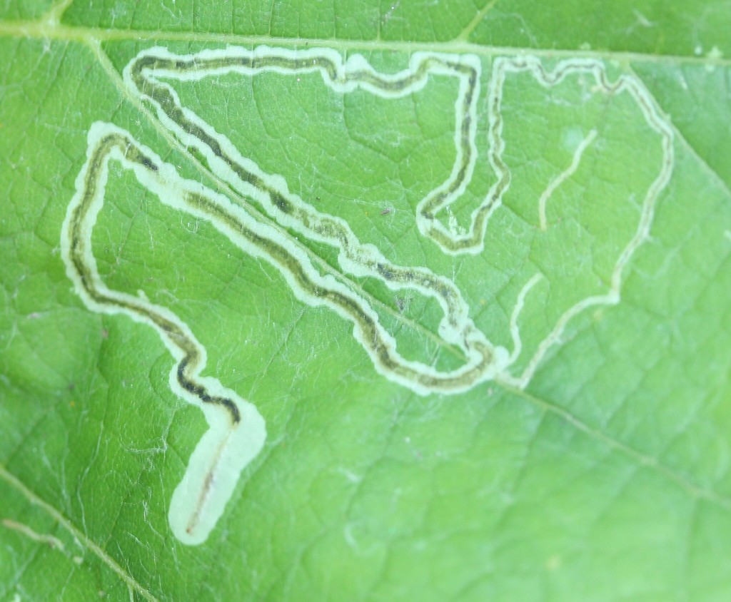 Grape Leaf-miner Moth