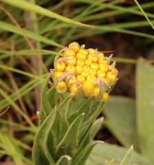 Helichrysum auriceps
