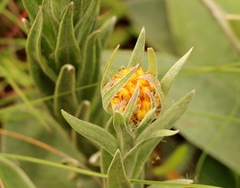 Helichrysum auriceps