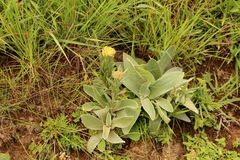 Helichrysum auriceps