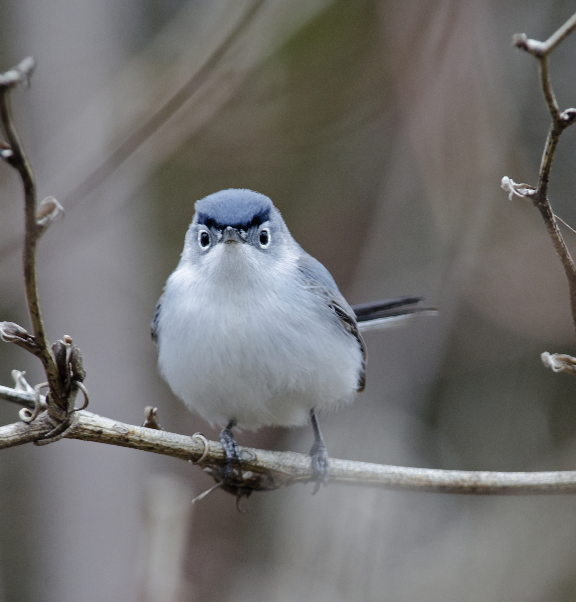 Blue-gray Gnatcatchers (Polioptila caerulea)