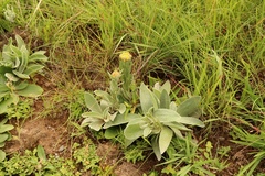 Helichrysum auriceps