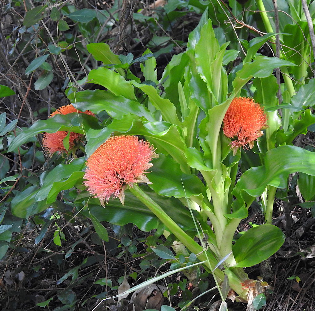 Paintbrush lily from Jesser Point, Sodwana Bay, Thungwini, South Africa