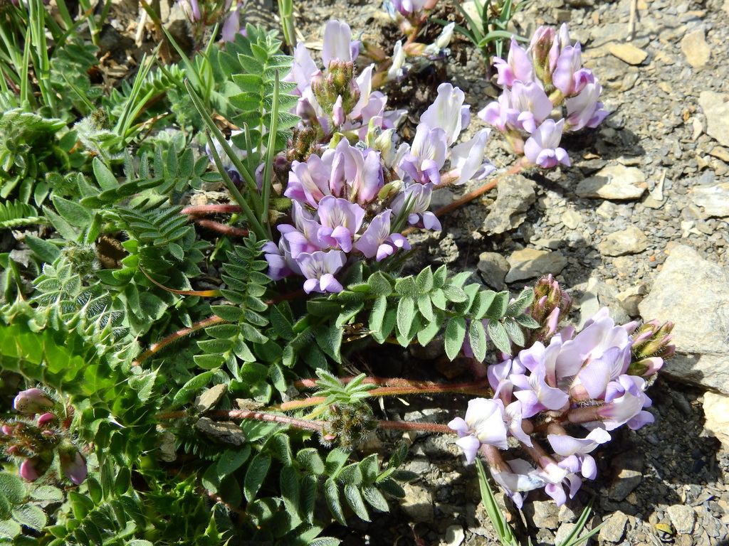 Oxytropis helvetica