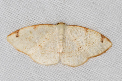 Microxydia orsitaria