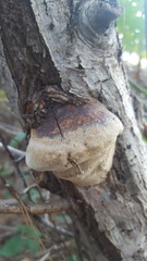 Phellinus pomaceoides