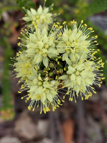 Leionema rotundifolium (Endl.) Paul G.Wilson
