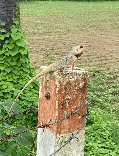 Indian Garden Lizard
