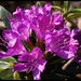 Common Rhododendron - Photo (c) Steve Chilton, some rights reserved (CC BY-NC-ND)