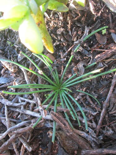 Gethyllis hallii