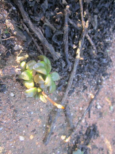 Anacampseros retusa