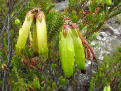 Erica viridiflora viridiflora