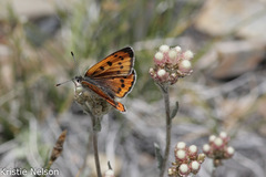 Lycaena cupreus