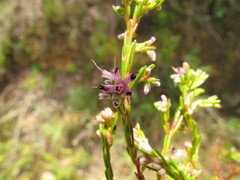 Erica quadrifida