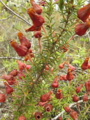 Erica glomiflora