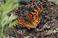 Polygonia satyrus