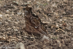 Polygonia satyrus