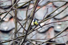 Parus major