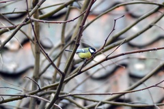 Parus major
