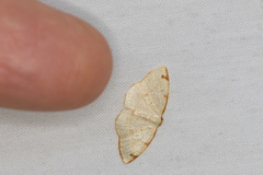 Microxydia orsitaria