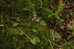 Holothrix orthoceras