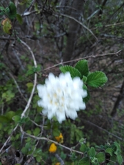 Lantana velutina