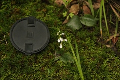 Holothrix orthoceras