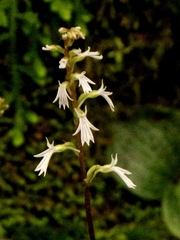 Holothrix orthoceras