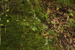 Holothrix orthoceras