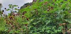 Tithonia diversifolia image