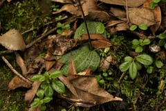 Holothrix orthoceras