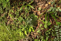 Streptocarpus pusillus