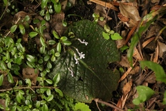 Streptocarpus pusillus