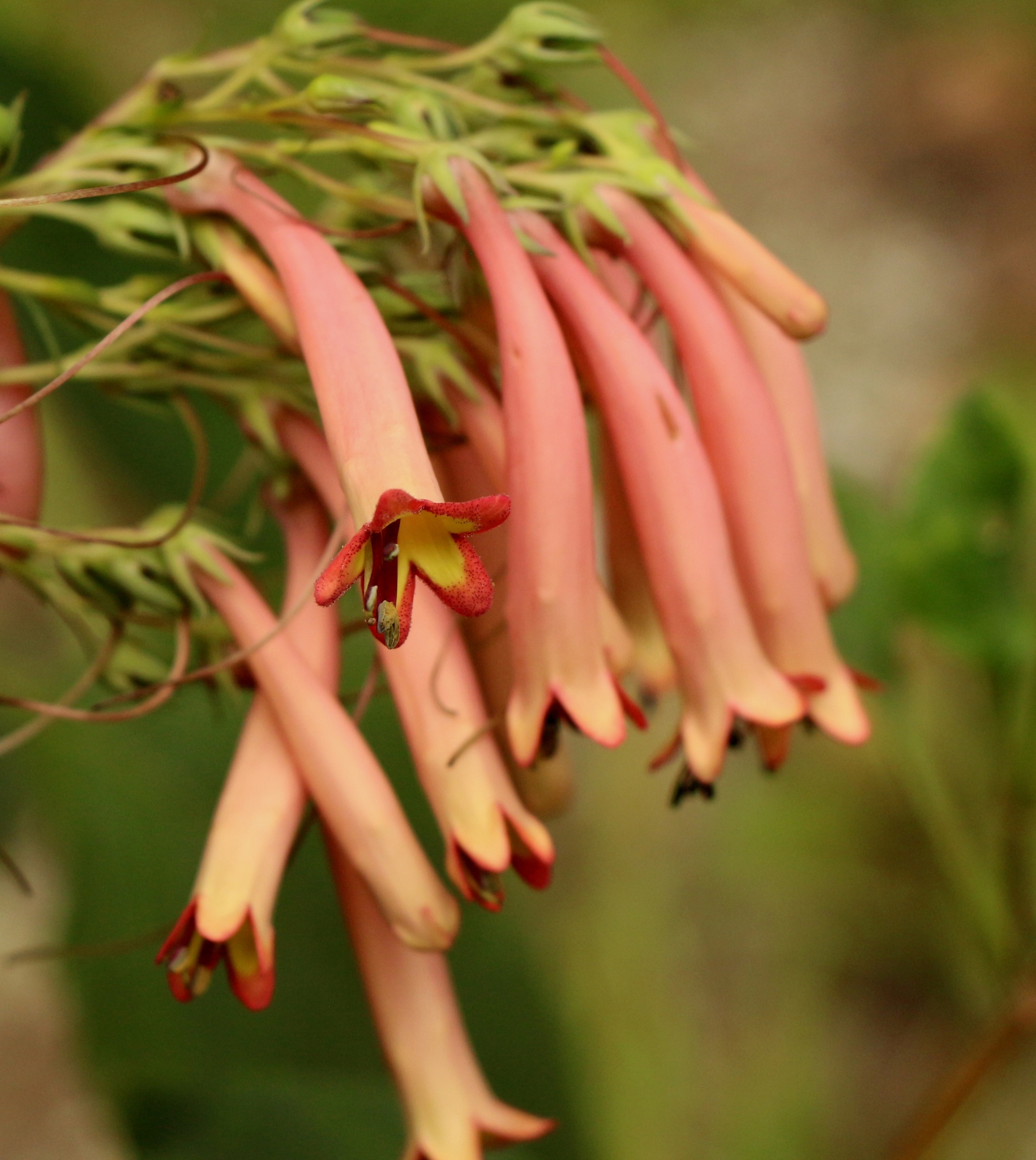 Phygelius