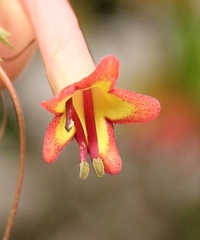 Phygelius aequalis