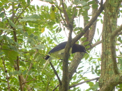 Cyanocorax cristatellus