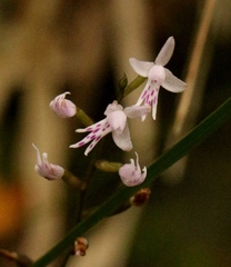 Stenoglottis fimbriata