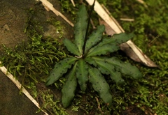 Stenoglottis fimbriata