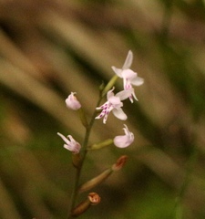 Stenoglottis fimbriata