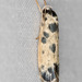 Ethmia - Photo (c) Greg Lasley, some rights reserved (CC BY-NC), uploaded by Greg Lasley