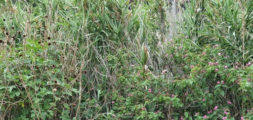 Lantana camara image