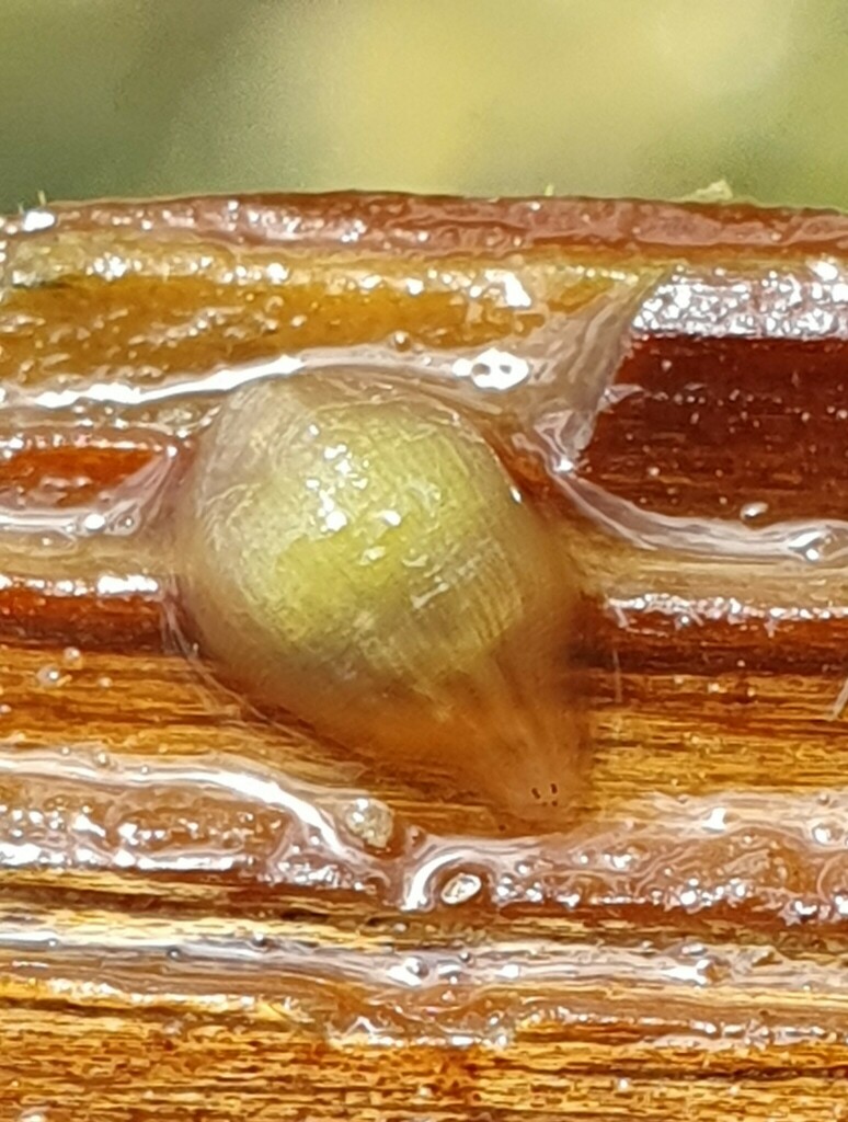 Alboglossiphonia hyalina