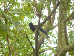 Cyanocorax cristatellus