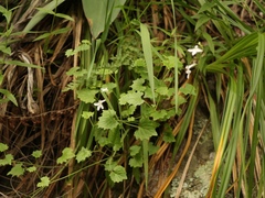 Lobelia vanreenensis