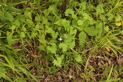 Lobelia vanreenensis