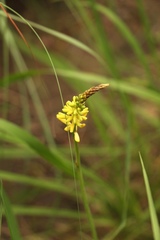 Kniphofia breviflora