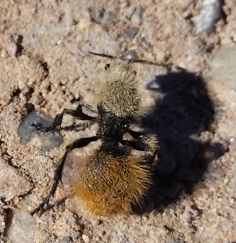 Dasymutilla magna